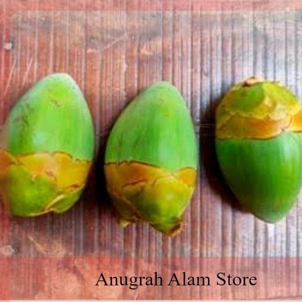 

Tembuluk Kelapa Muda Fresh isi 12Buah Obat Herbal Diabetes/Kencing Manis,Buruluk Kelapa,Tembuluk Kelapa Muda Fresh isi 12Buah Obat Herbal Diabetes/Kencing Manis