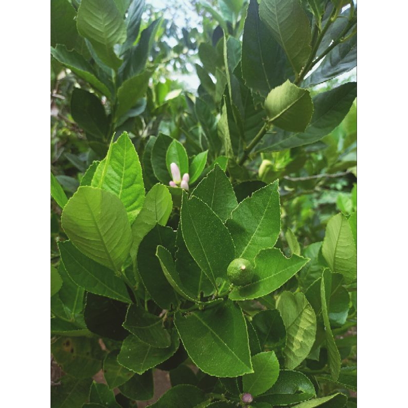 

DAUN JERUK NIPIS 100 lembar