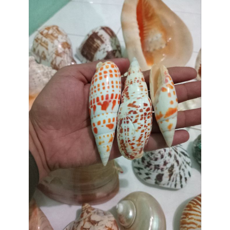 Kerang Hias Jumbo 1pcs