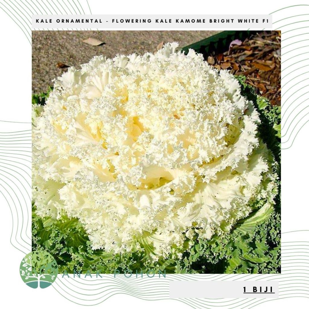 Benih Bibit Biji - Flowering Kale Kamome Bright White F1 Kale Ornamental Seeds - IMPORT