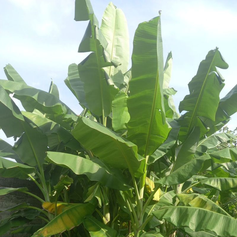 

daun pisang segar 1 gulung