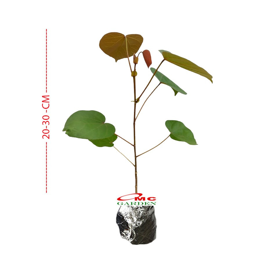 Tanaman Hias Bibit Bahan Bonsai Waru Merah Pohon Waru Merah Super Red 2030