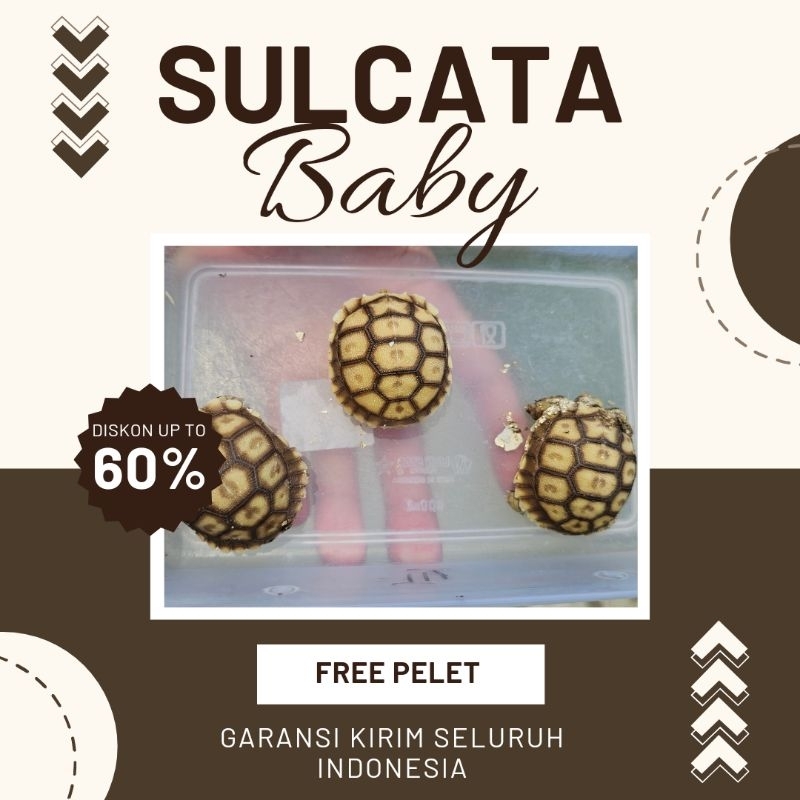PELET BABY SULCATA TORTOISE 5CM MURAH