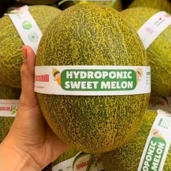 

Melon sunray