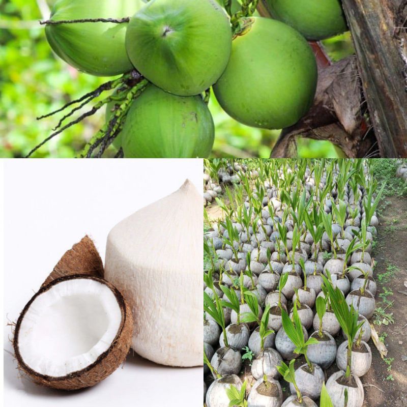 Kelapa Bibit Kelapa Hibrida Hijau, Bibit Kelapa Unggul Dalam