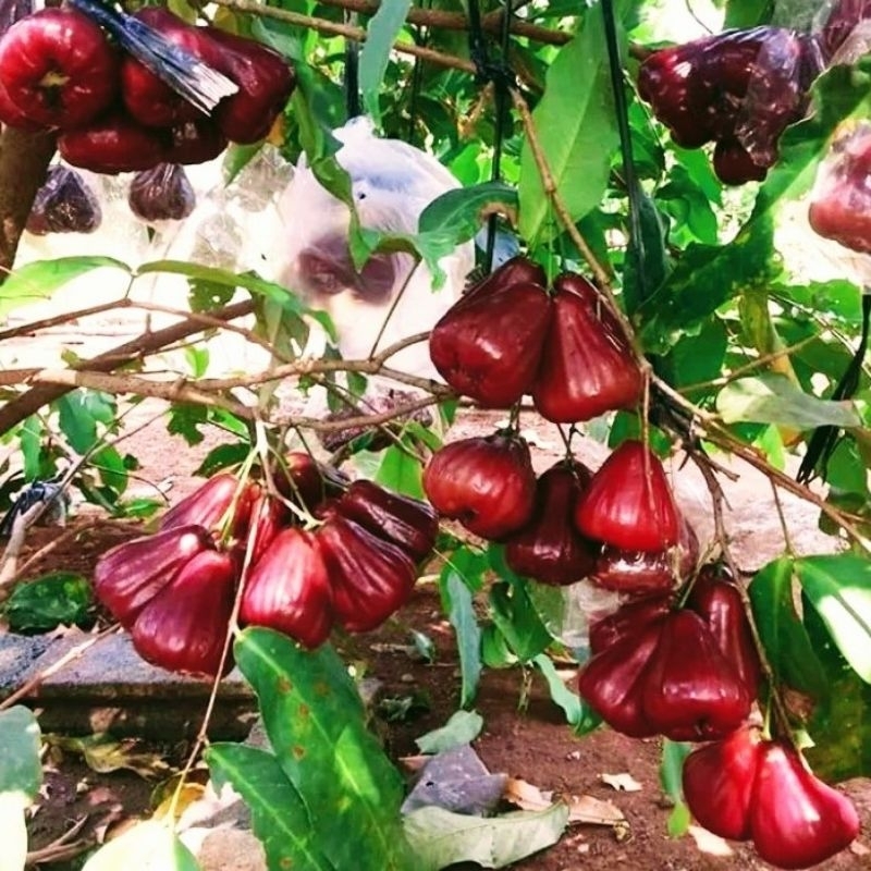 bibit ungull jambu air super unggull hasil okulasi cepet berbuwah