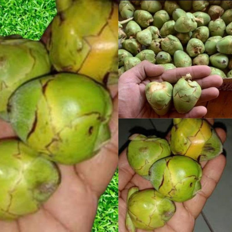 

Tembuluk Kelapa Muda Fresh isi 12Buah Obat Herbal Diabetes Menurunkan Gula Darah