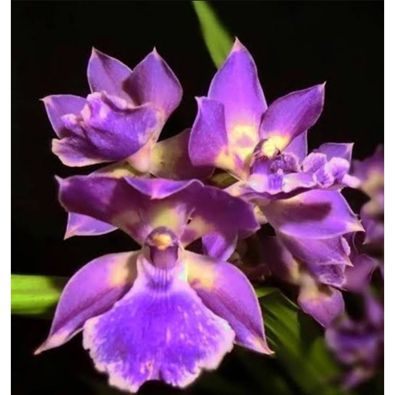 Zygonisia Murasaki Komachi