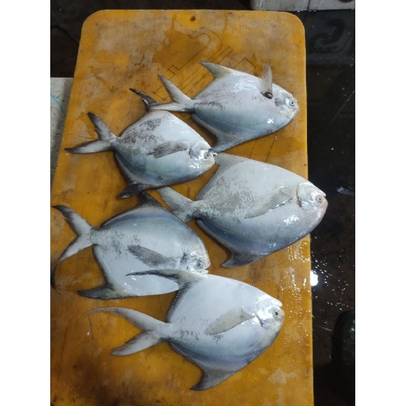 

IKAN BAWAL PUTIH FRESH size 2/3