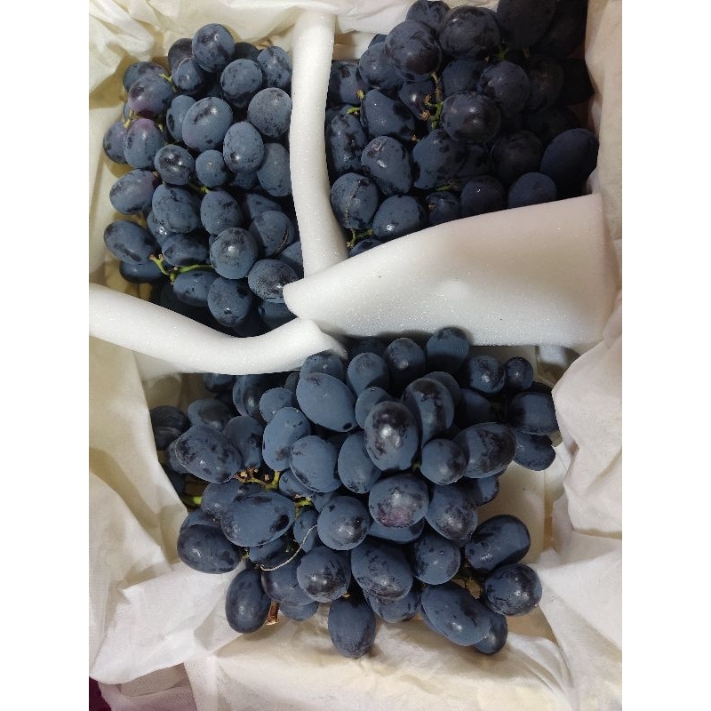 

Anggur seedless non biji