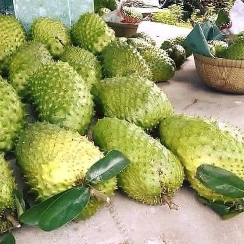 

BUAH SIRSAK FRES 1KG