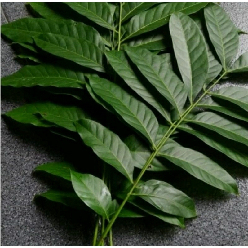 

DAUN MAHONI SEGAR 100 LEMBAR TERBAIK OBAT HERBAL TRADITIONAL