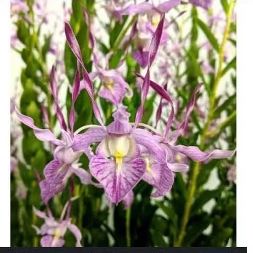 Dendrobium leporinum red devil