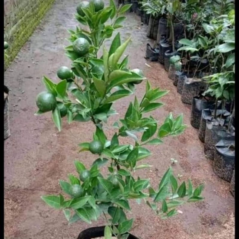 bibit jeruk Santang berbuah(murah)