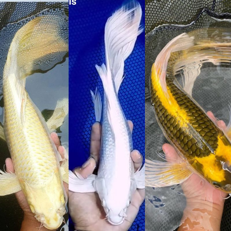 Selayer Ogon Platinum Kabuto Campur 5-7 cm 7 ekor