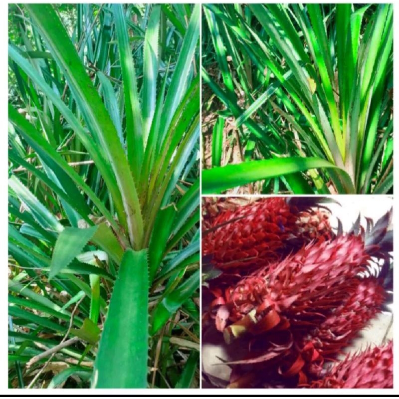 

daun nanas merah per 1 kg