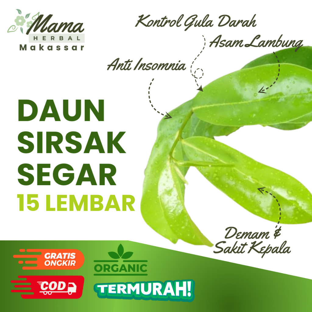 

Daun Sirsak Segar 15 Lembar Organik Fresh Baru Dipetik Demam Anti Insomnia Diabetes COD Makassar