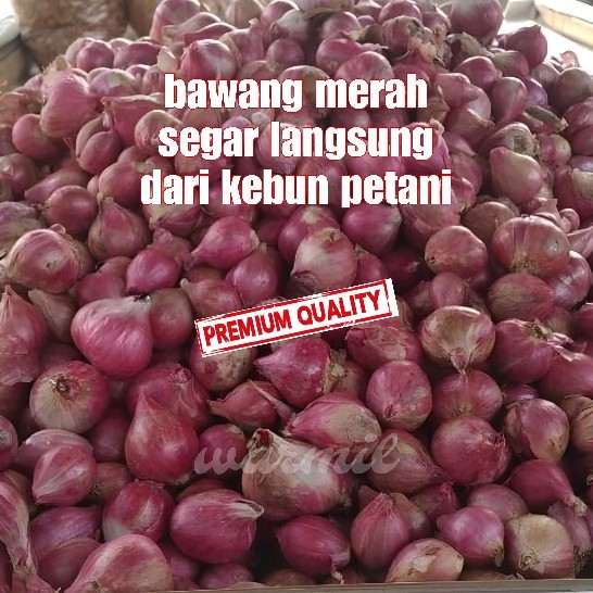 

Bawang merah segar langsung dari kebun petani - Bawang merah lokal garut kualitas super premium