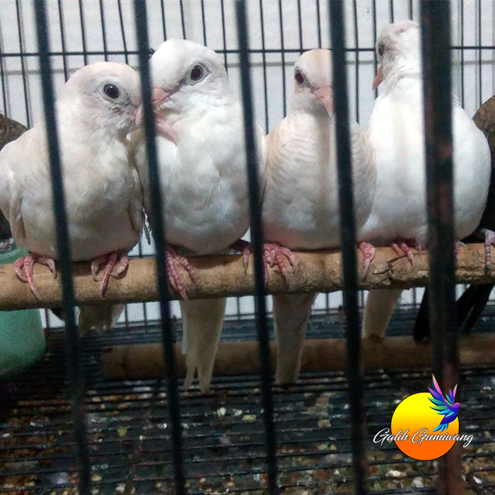 Burung Perkutut Putih Lurik Dewasa