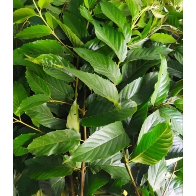 

daun kayu afrika segar 1kg