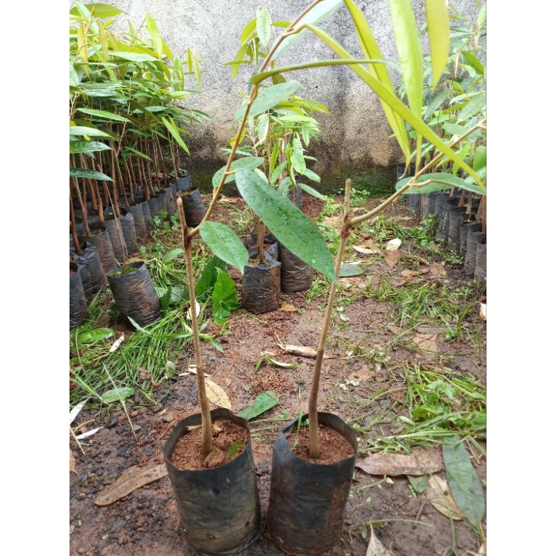 BIBIT DURIAN MUSANGKING ASLI UNGGUL