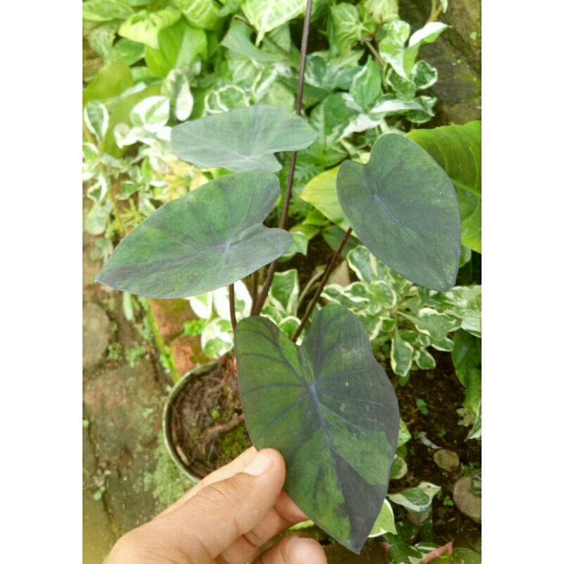 Beli 2 Gratis 1 Bibit Colocasia Blue Hawai/Black Marble Ori Import