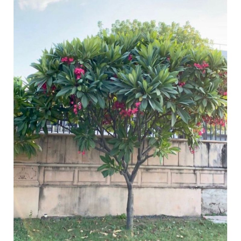 pohon kamboja bunga merah fanta