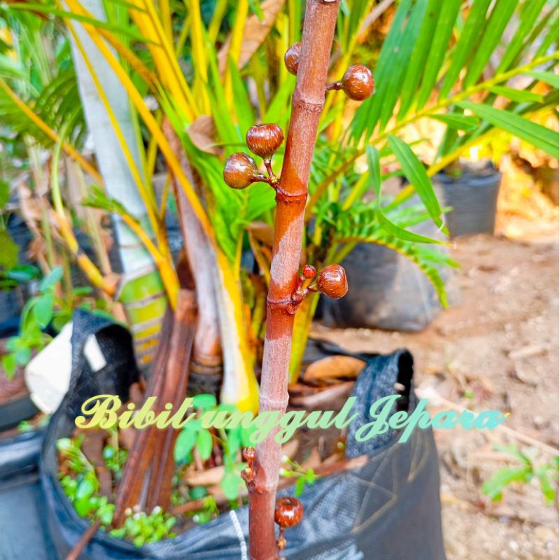 BONSAI AMPLAS MERAH LANGKA