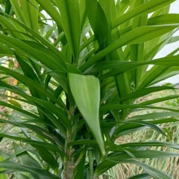 

Daun Suji 500 gram
