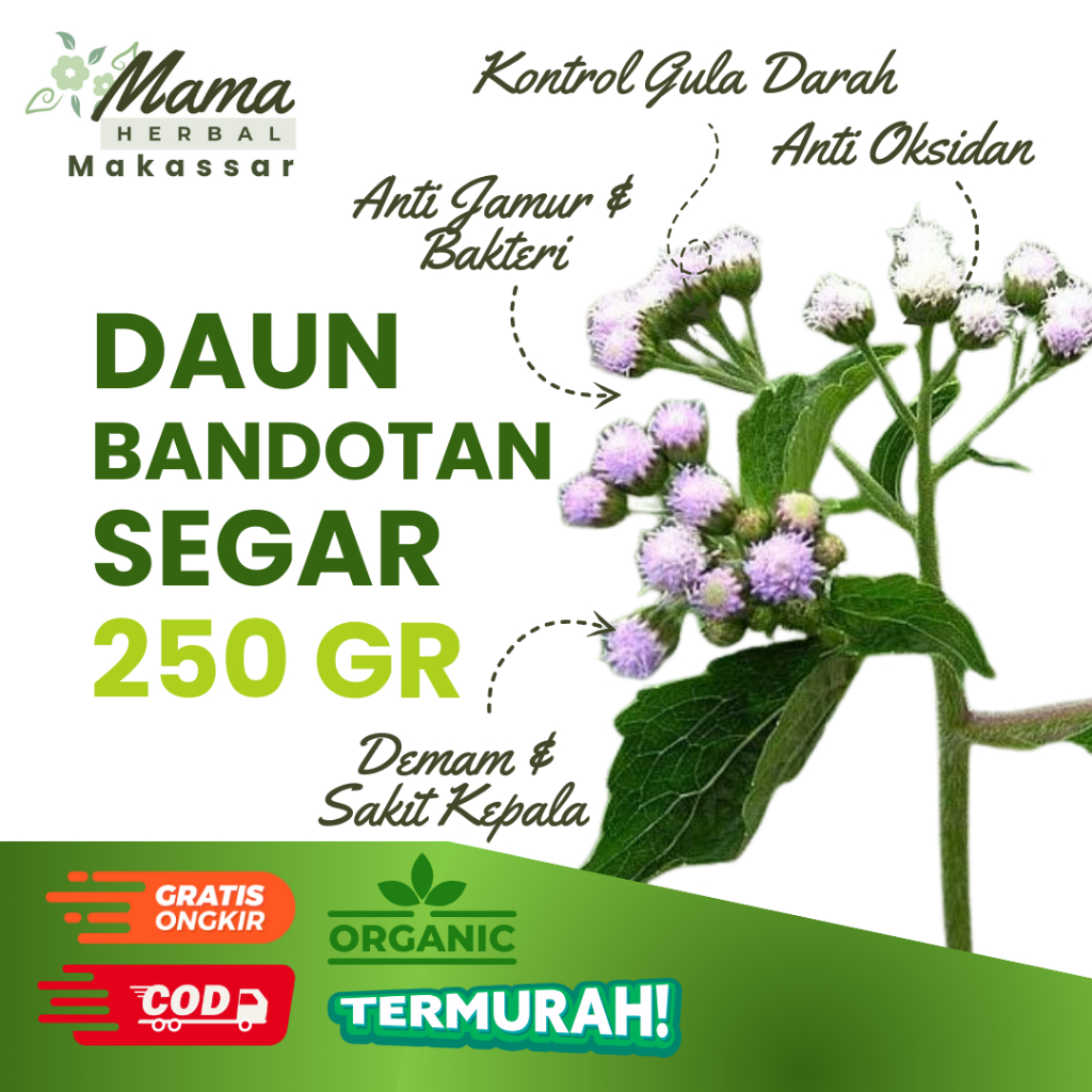 

Daun Bandotan Segar 250 gram Fresh Baru Dipetik Herbal Rematik Maag Diet Sehat COD Makassar