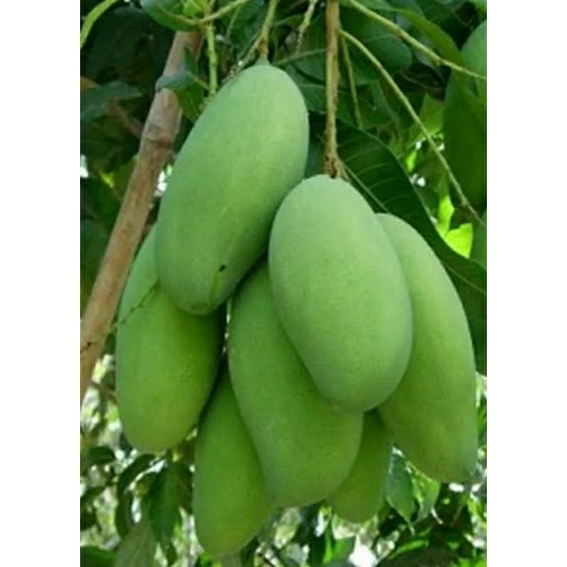 MANGGA GOLEK MUDA