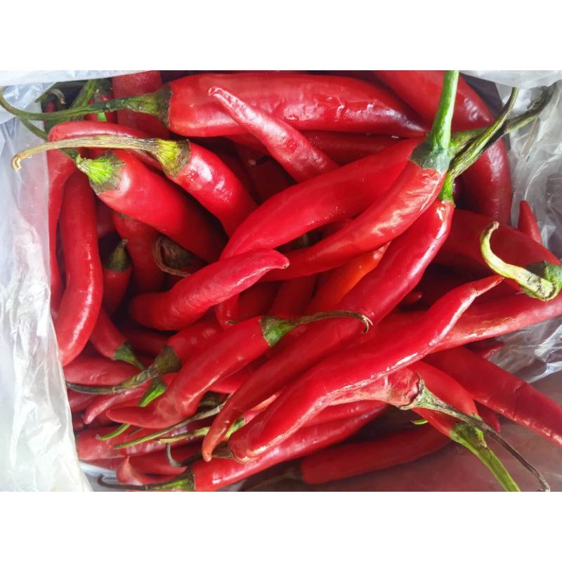 

cabe merah, cabe besar