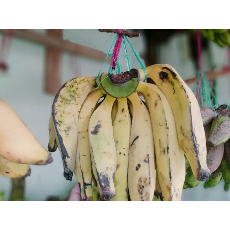 

pisang bawel 1kg 15k