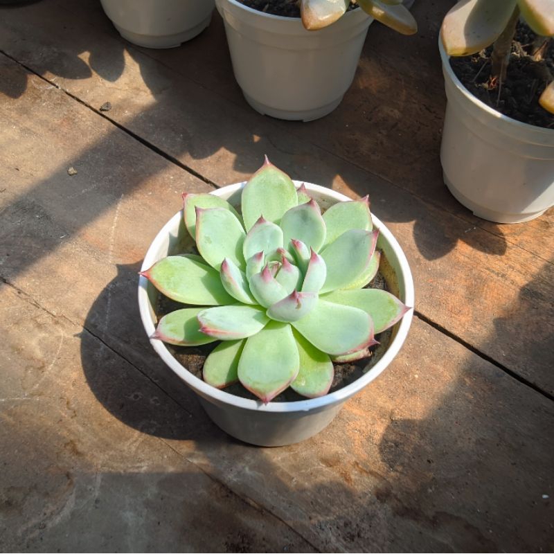 Sukulen Echeveria Chihuahuaensis