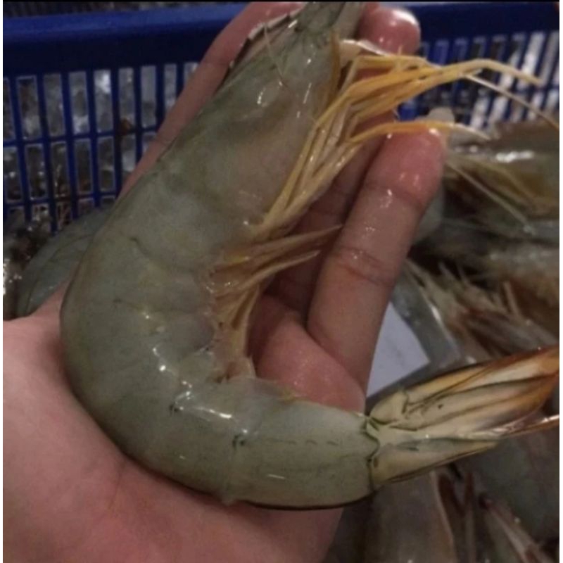 

udang jerbung size 15-20