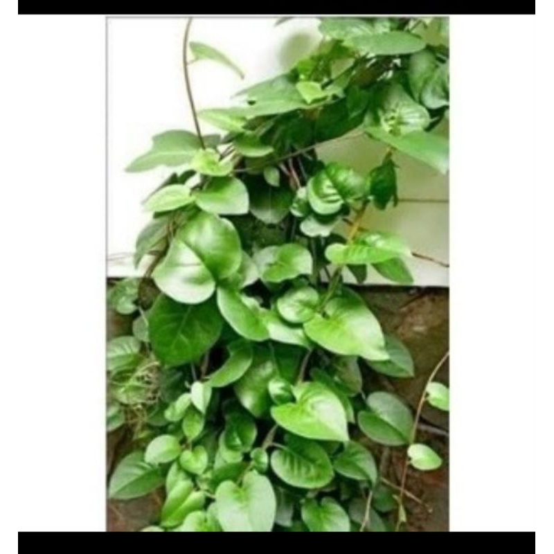 

Ready Stok Daun Binahong PerHelai/Per Daun/Obat Herbal