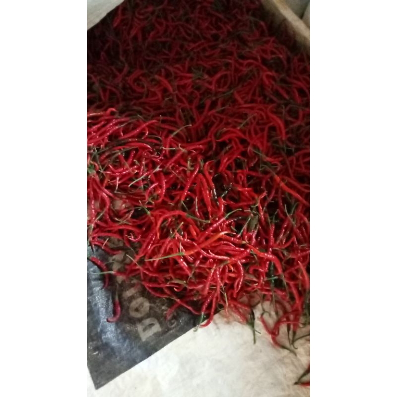 

Cabai Merah Keriting