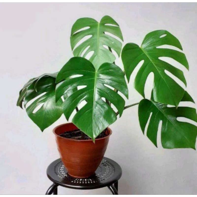 monstera deliciosa / monstera deliciosa king