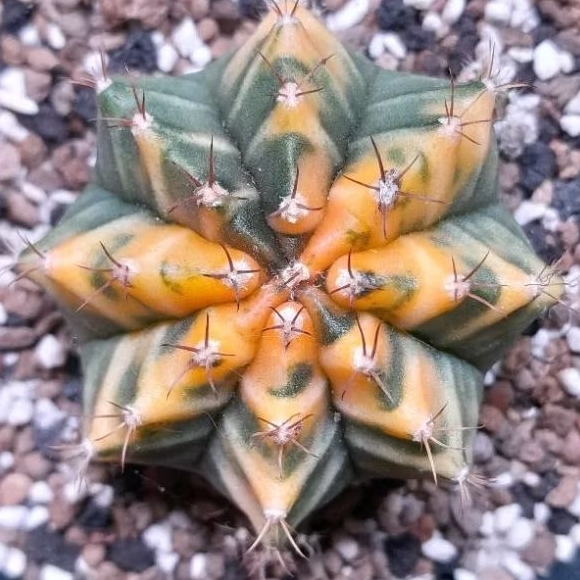 Kaktus hybrid gymno/miha varigata 3