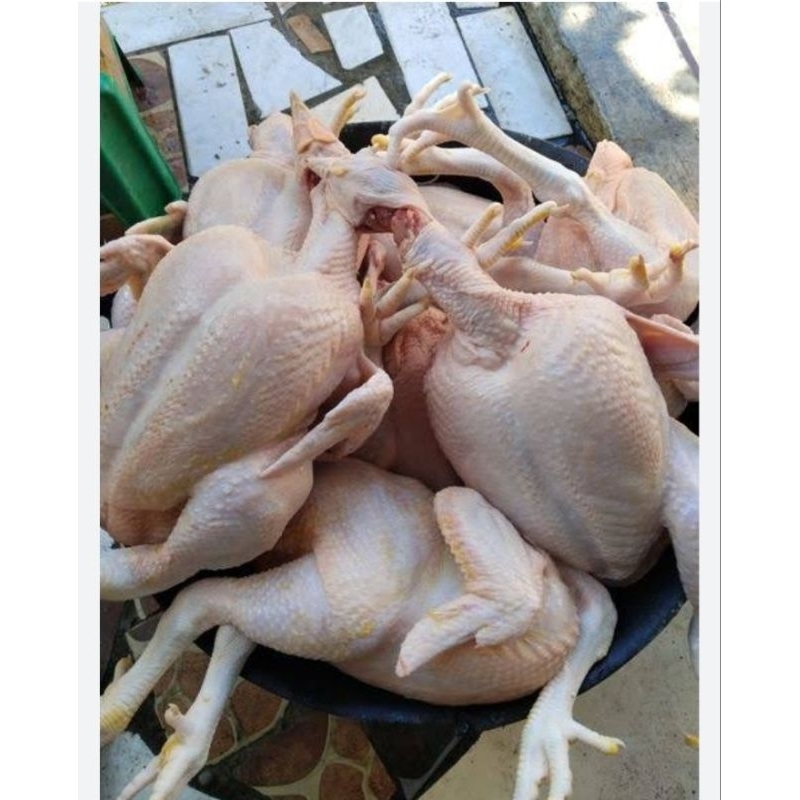 

Ayam Potong Per Ekor Sekitar 1,1Kg - 1,2Kg