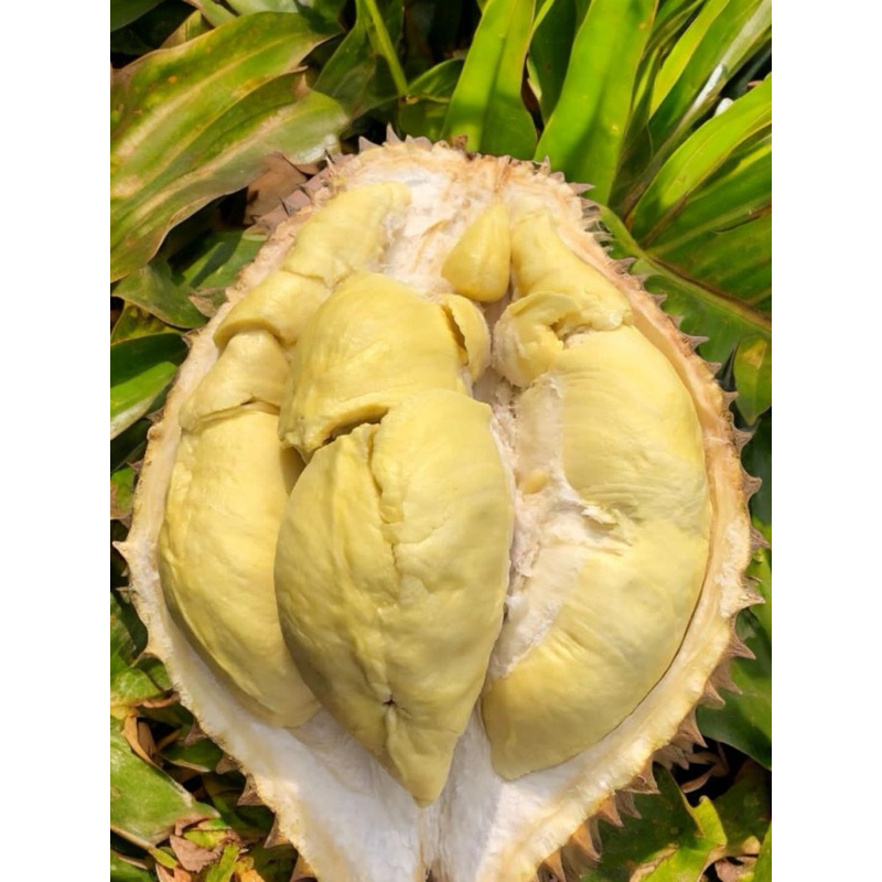

Durian Monthong Palu Sulawesi