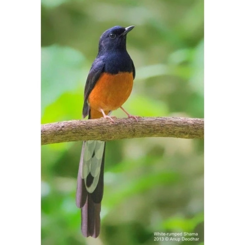 RB murai batu mh ekor panjang jantan pilihan