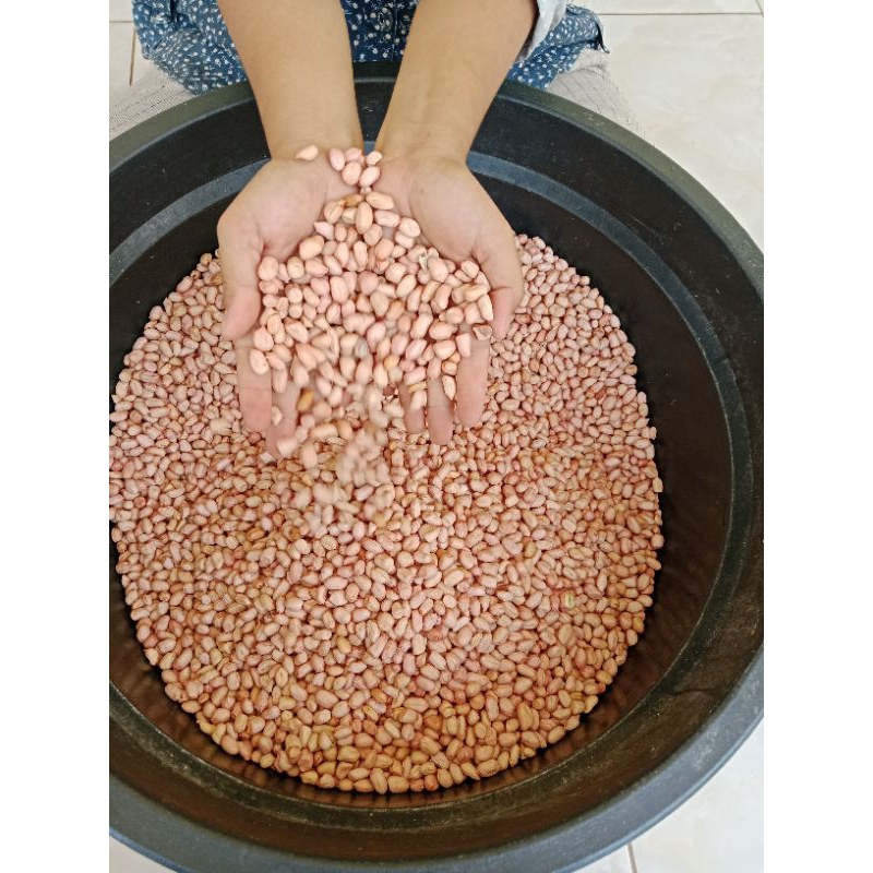 

Kacang Tanah Hasil Panen Sendiri