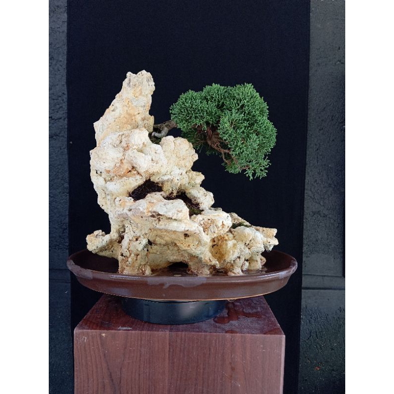 bonsai sargenti pingpong penjing