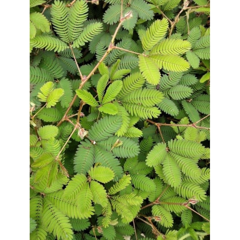 

daun putrimalu,herbal, mencegah radikal bebas, obat wasir