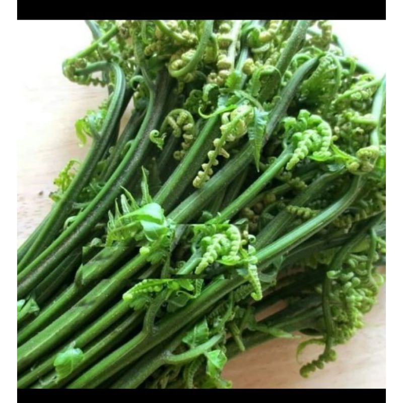 

250gram Pakis Sayur Segar Fresh