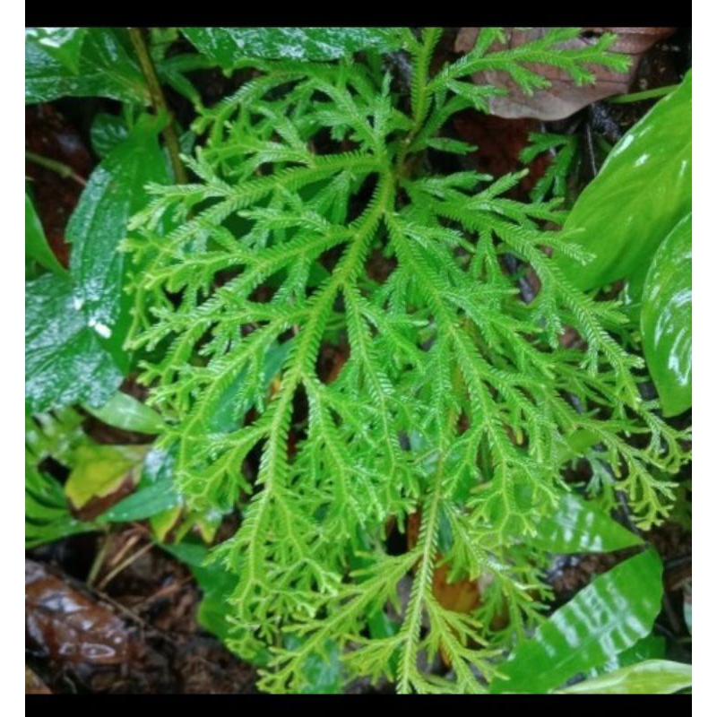

250gram tanaman ceker Ayam berkhasiat segar