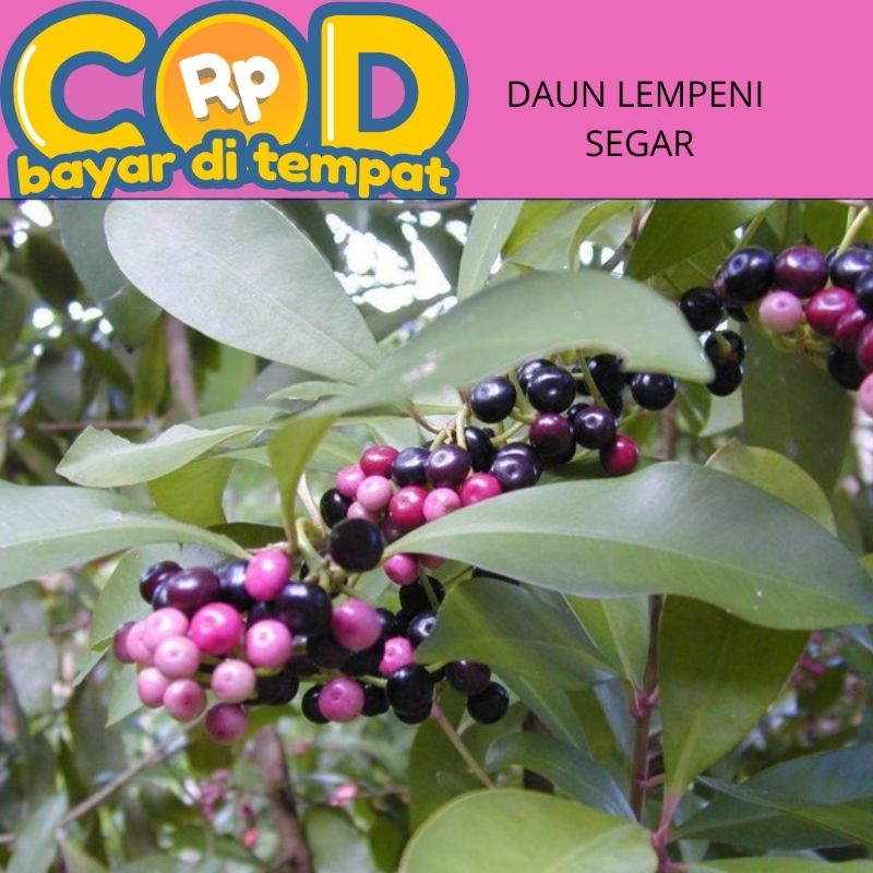 

daun lempeni segar di petik saat di pesan harga perlembar
