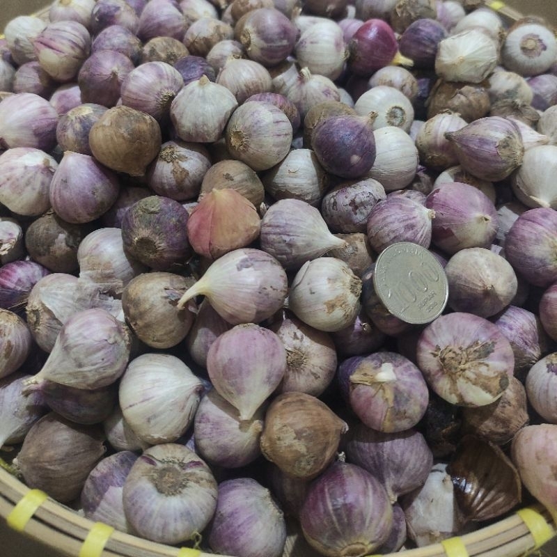 

1Kg Bawang Tunggal Bawang Lanang Grosir/ Bawang Tunggal / Bawang Lanang Import Kualitas SUPER Ukuran SEDANG