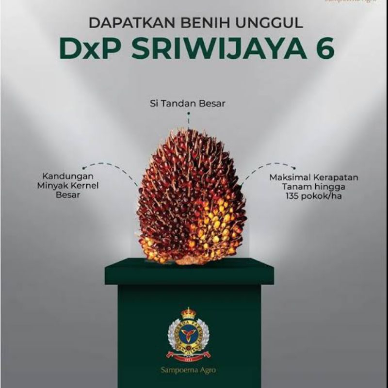 Bibit sawit unggul dxp SRIWIJAYA 5
